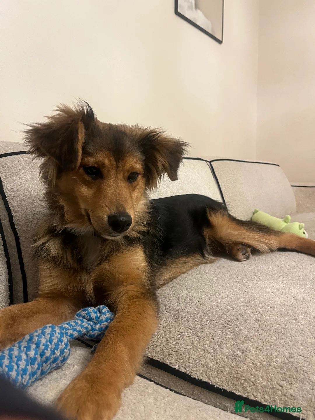 Mixed Breed dogs for sale: Male Puppy Mix Breed  - Advert 2