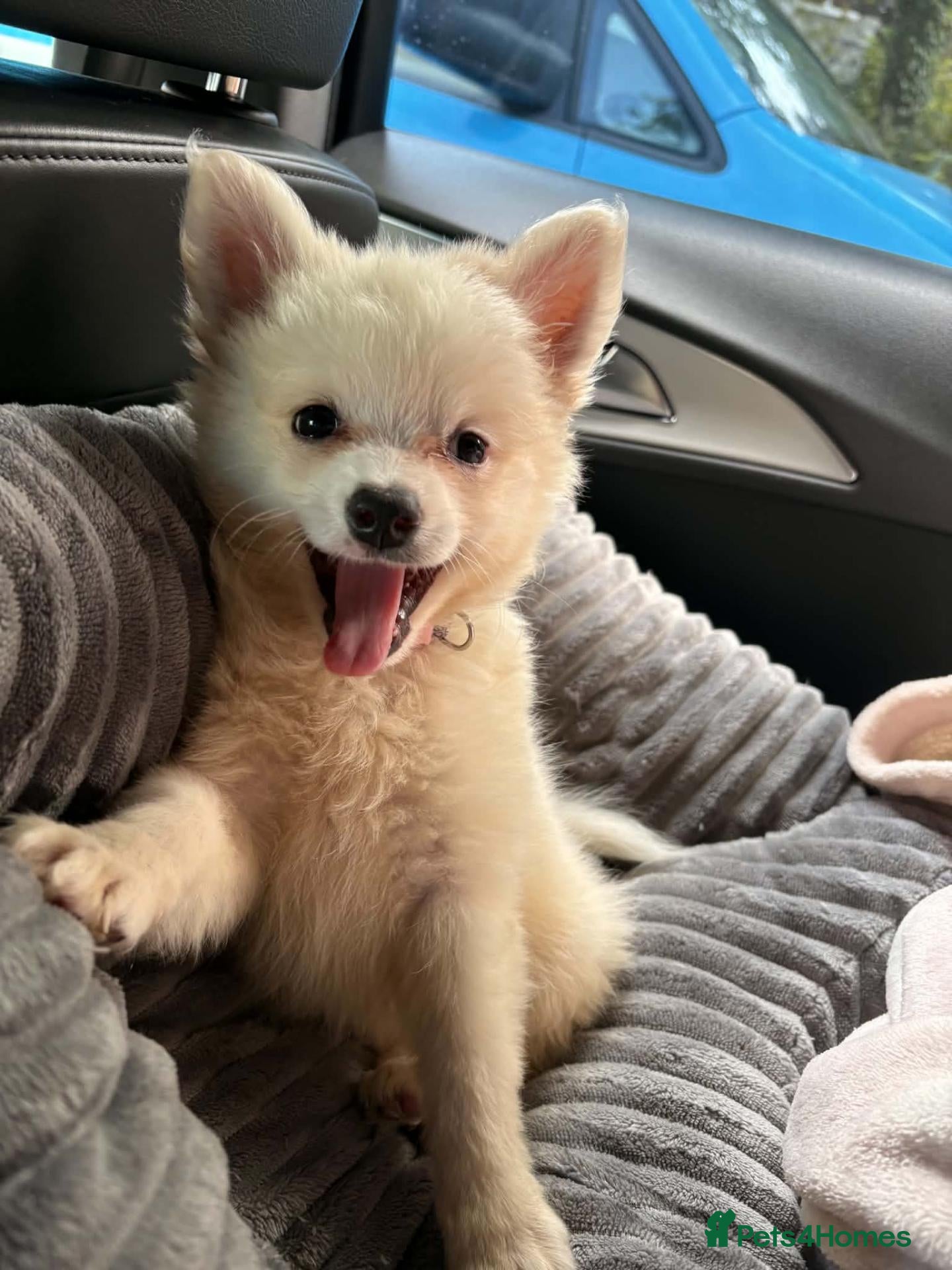 Pomeranian dogs For sale - Advert 1