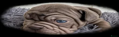 French Bulldog 5
