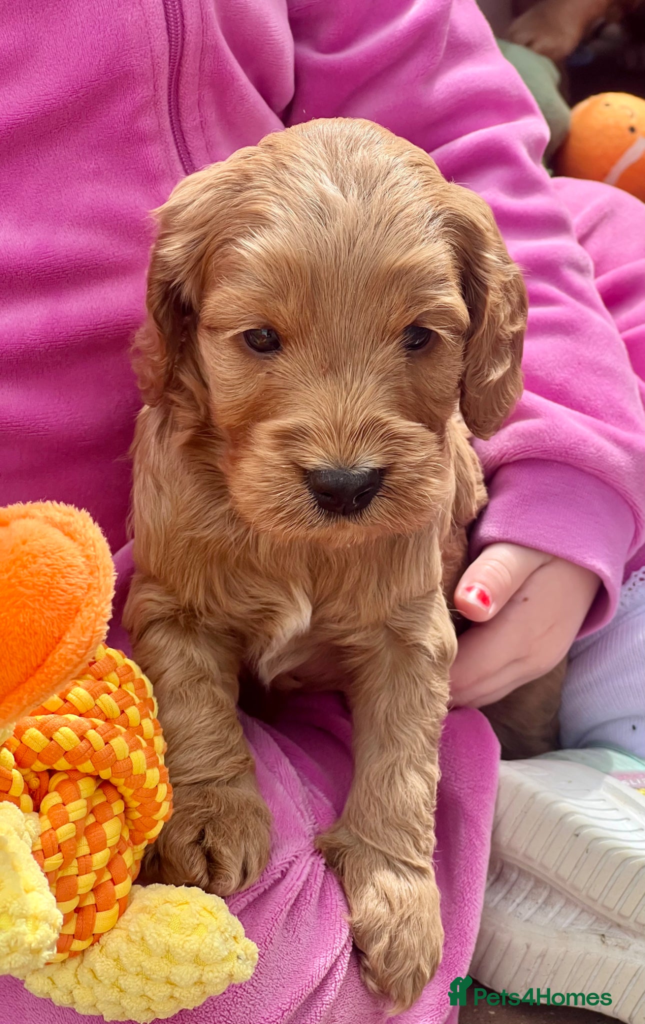 Cockapoo dogs ⭐️Fabulous show type Cockapoo Puppies⭐️ - Advert 1