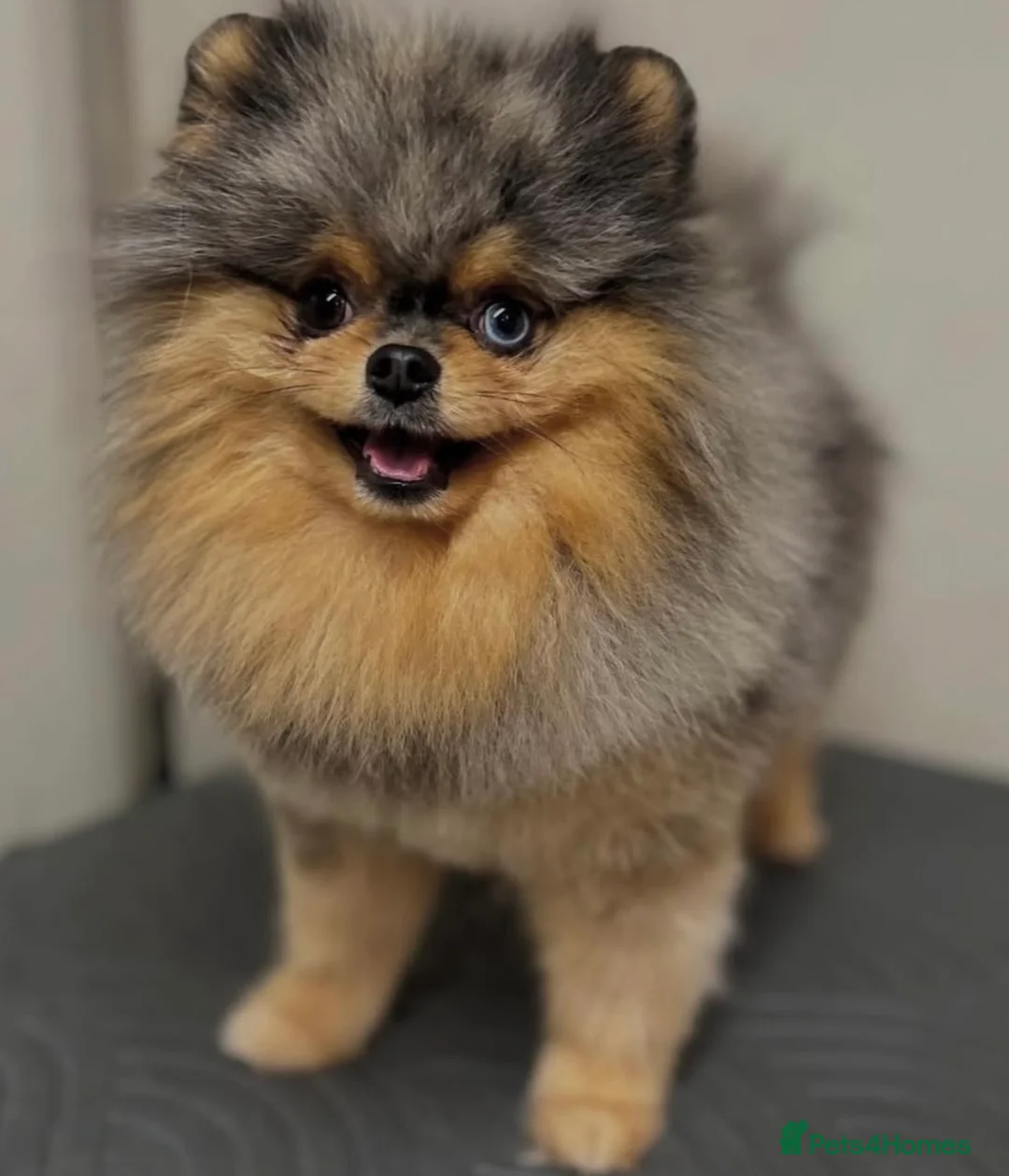 Pomeranian dogs for stud: THE BEST QUALITY MERLE TEDDY FACED POM STUD - Advert 9