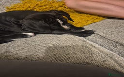 Mixed Breed dogs for sale: Staff X Cane Corso Pup - Image 2