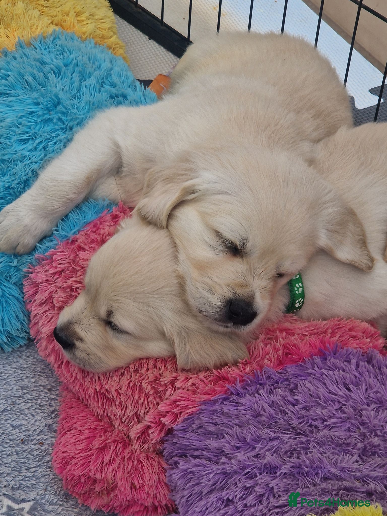 Golden Retriever dogs Stunning Cream KC registered Golden Retrievers  - Advert 2