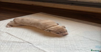 Staffordshire Bull Terrier dogs - Advert 11