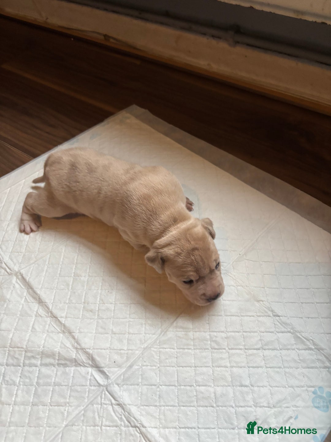 Staffordshire Bull Terrier dogs for sale: Staffordshire puppies  - Image 3