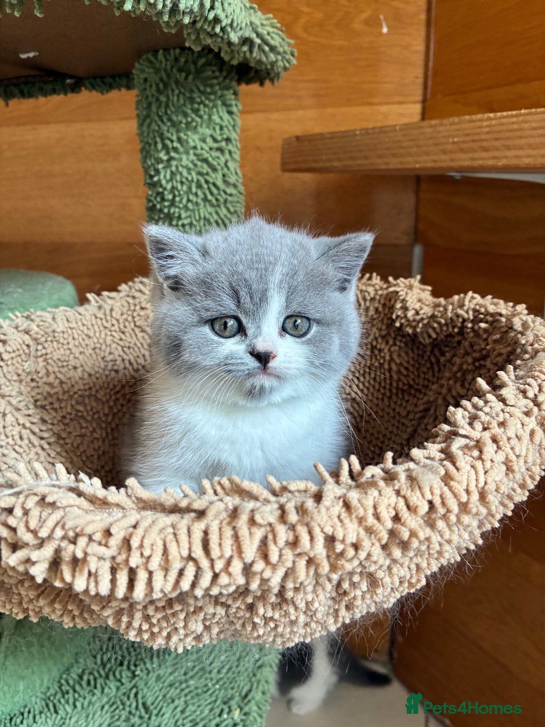 British Shorthair cats for sale: LAST 4 TICA CHAMPION BLOOD LINES BSH KITTENS - Image 10