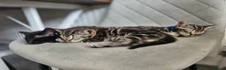 Bengal cats for sale: READY NOW Striped Bengal kittens   - Advert 3