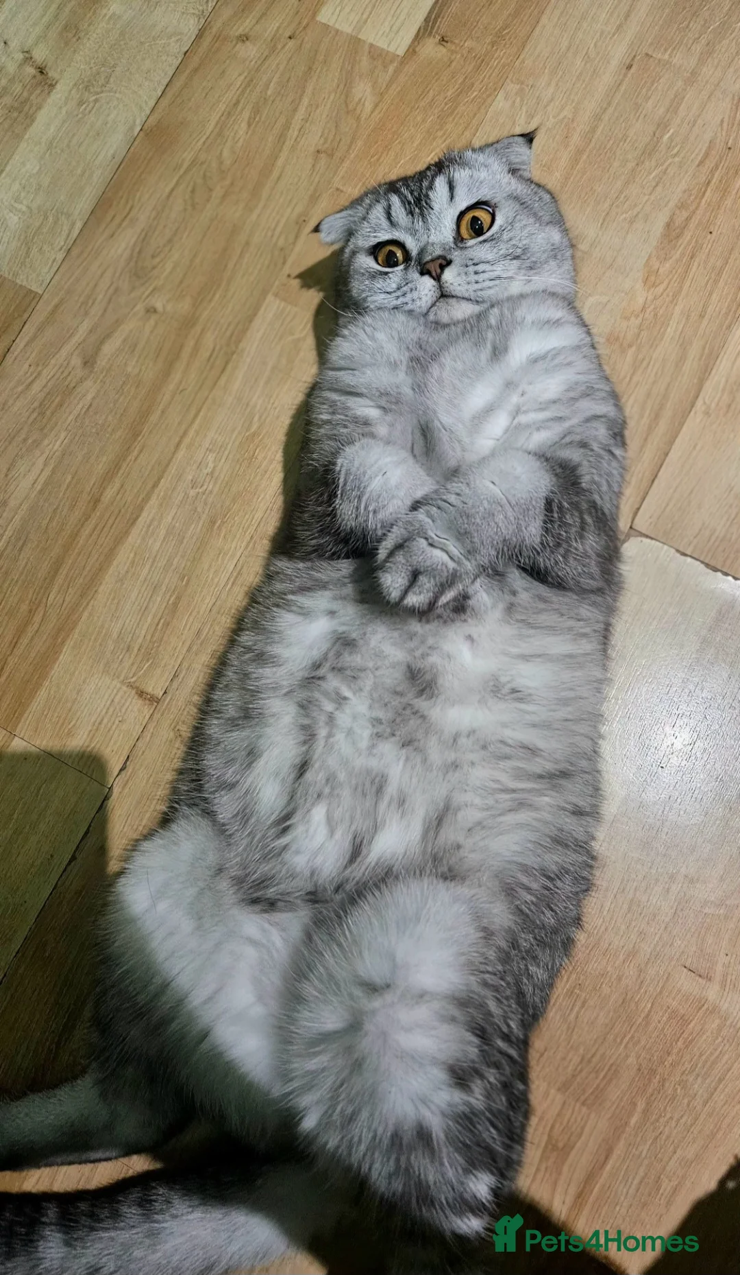 Scottish Fold cats for sale: Beautiful Scottish Fold Boy for Rehoming in Dagenham - Advert 6