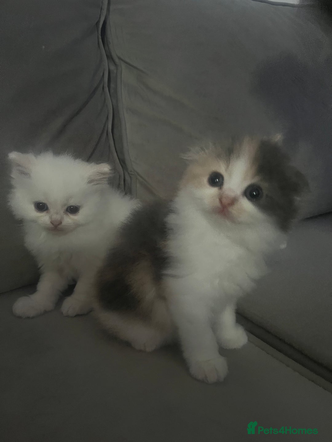 Scottish Fold cats for sale: Scottish fold straight kittens medium/long hair - Image 6