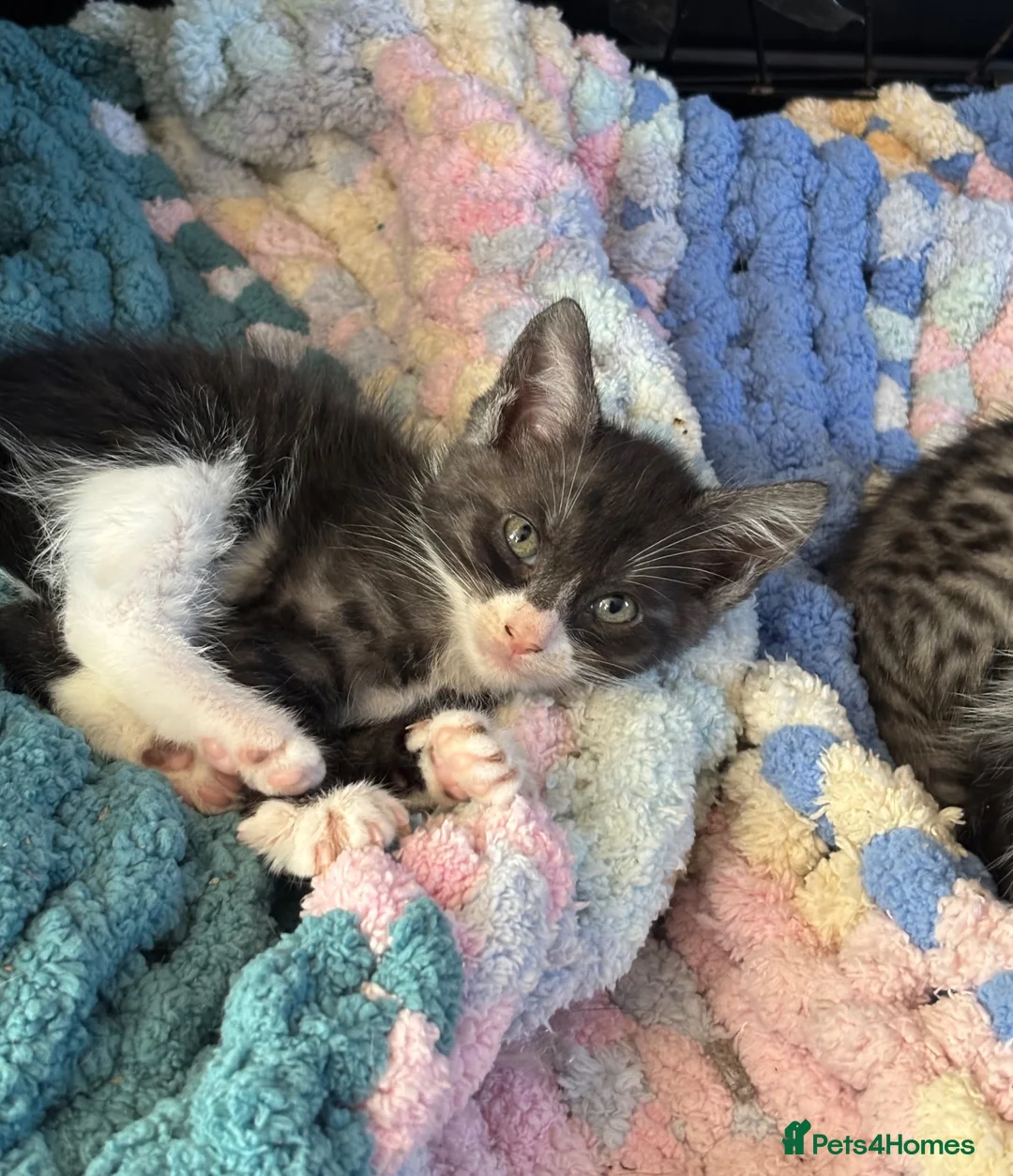 Mixed Breed cats for sale: bengal x kittens - Advert 16