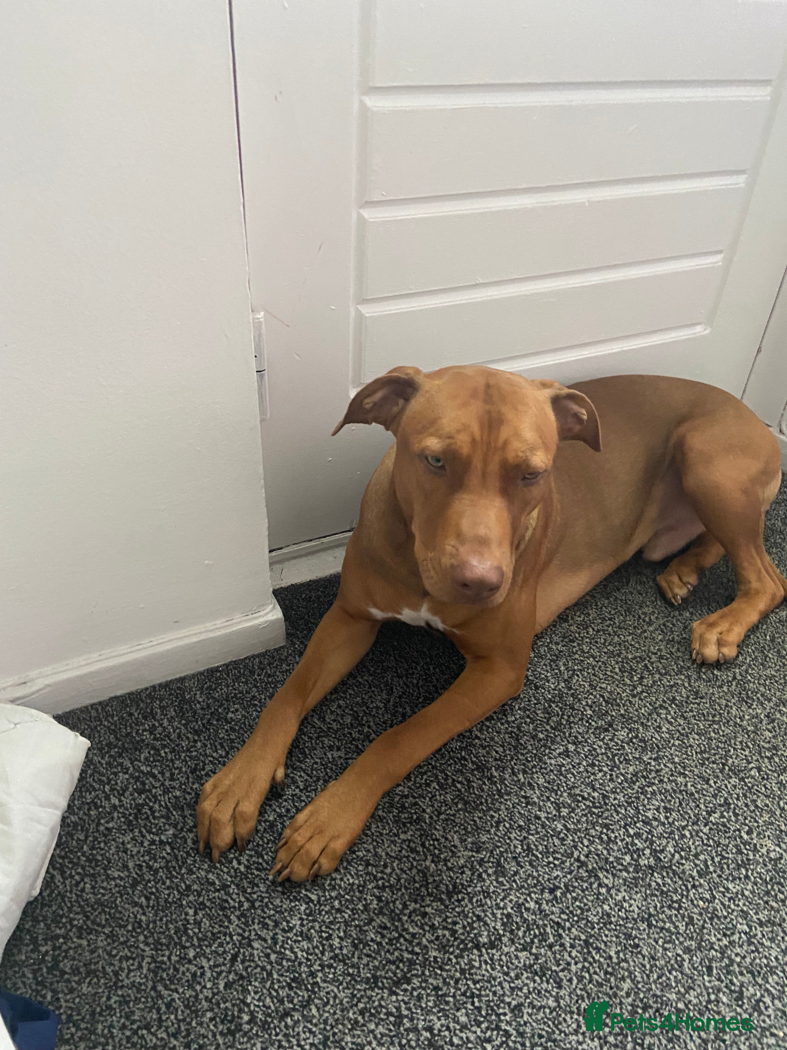 Mixed Breed dogs Dog for sale  - Advert 1