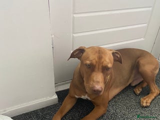 Mixed Breed dogs Dog for sale - Advert 1