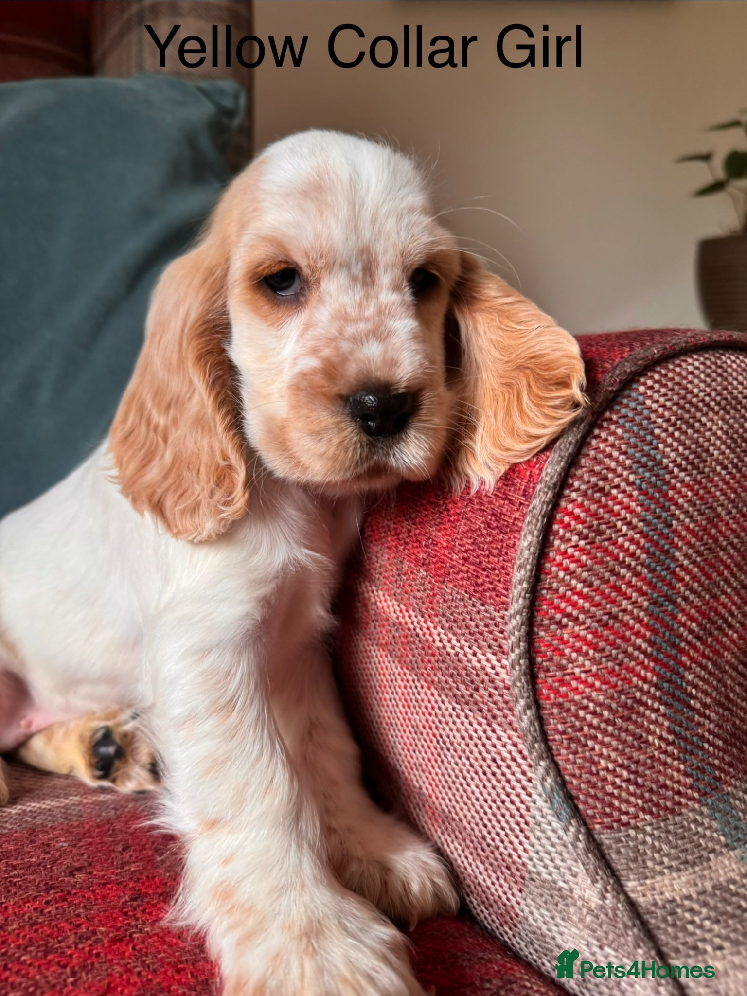 Cocker Spaniel dogs for sale: KC Registered, health tested, show type puppies - Advert 4