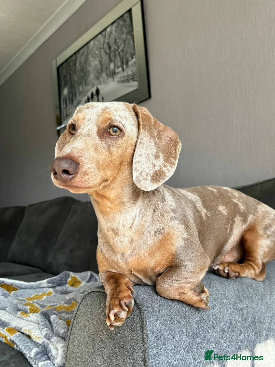 Miniature Dachshund dogs for stud: Harlo now available for STUD - Advert 2