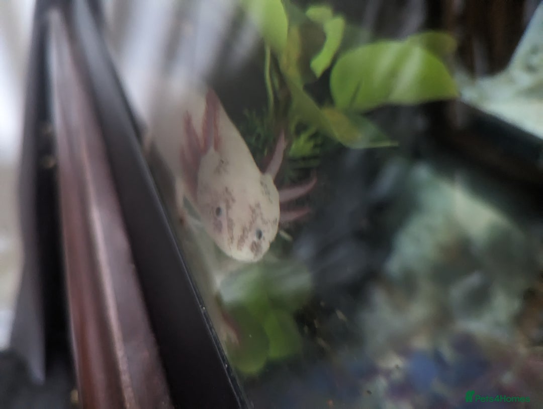 Axolotl reptiles for sale: 2 x adult female axolotl - Image 3