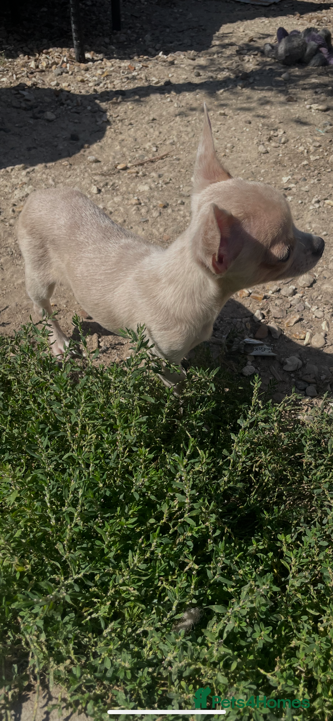 Chihuahua dogs for sale: Stunning pedigree Merle chihuahua pups  - Image 6