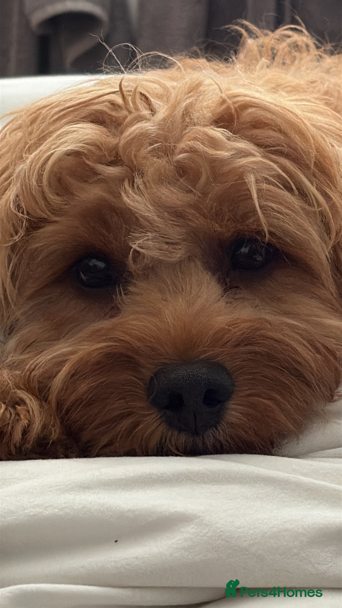 Cavapoo dogs Loveable Cavapoo - Advert 1
