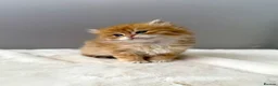 British Longhair cats for sale: Champion lines Golden British Longhairs - Advert 15