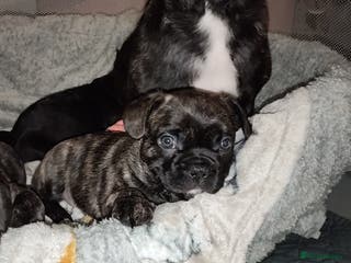 Mixed Breed dogs Male puppies Frenchie X - Advert 2