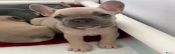 French Bulldog dogs for sale: Last 2 stunning French bulldog girls - Advert 2
