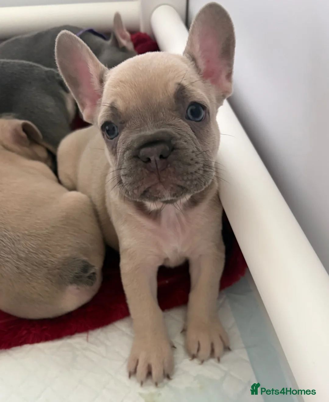 French Bulldog dogs for sale: Last 2 stunning French bulldog girls - Advert 2