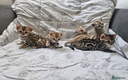 Bengal cats for sale: Outstanding kittens from Show parents. - Image 16