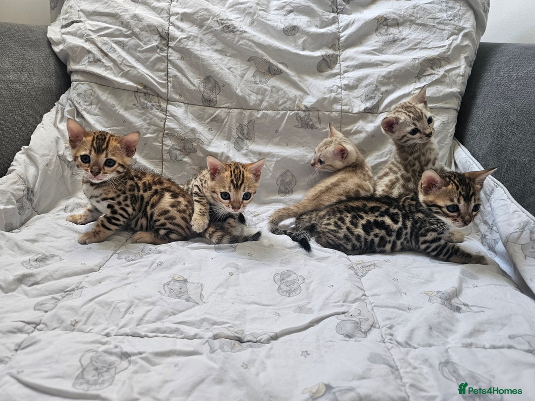Bengal cats for sale: Outstanding kittens from Show parents. - Image 16