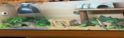 Gecko reptiles for sale: Leopard gecko female  - Advert 8