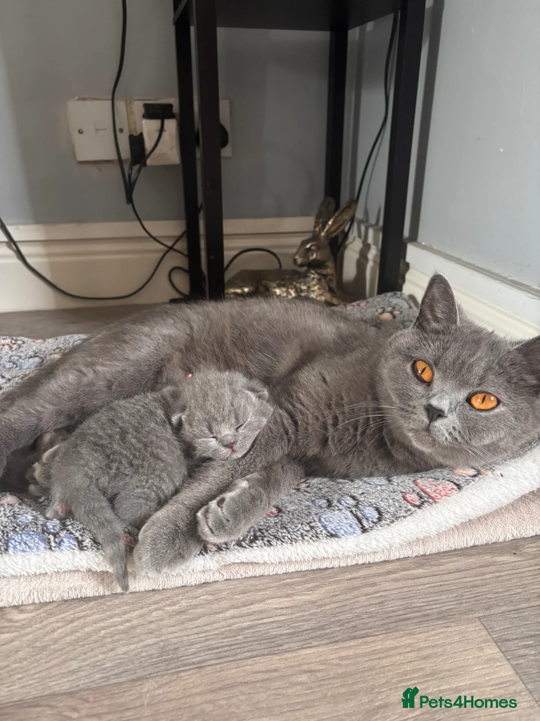 British Shorthair cats for sale: Stunning BSH kitten  in Tenbury Wells - Advert 11