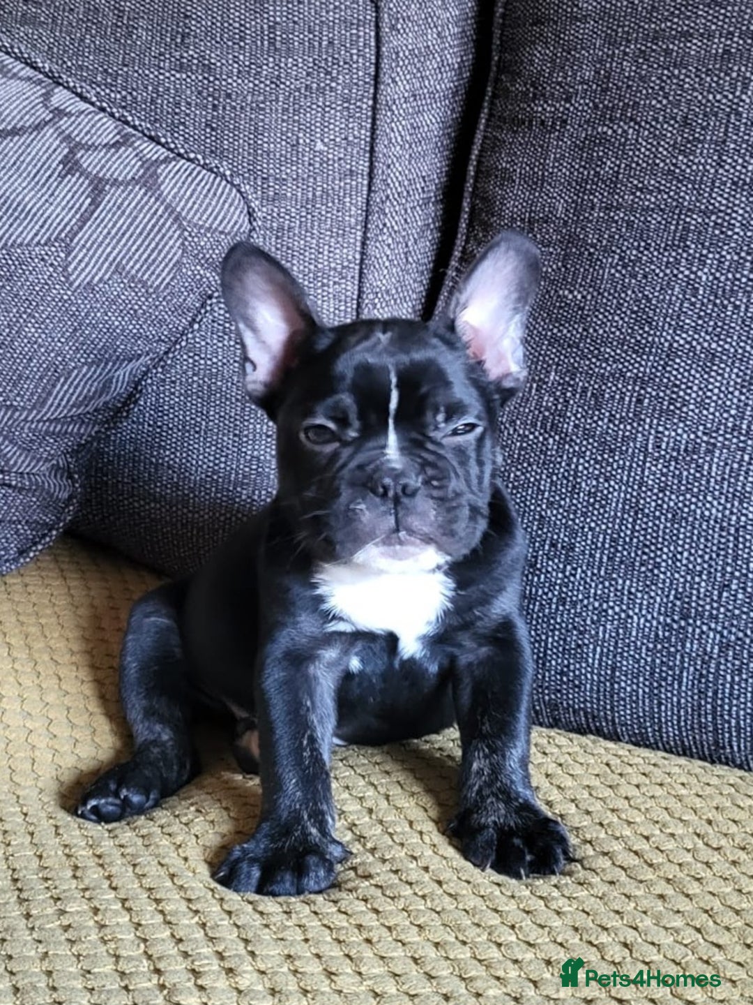 Mixed Breed dogs for sale: French/english bulldog puppy  - Advert 4