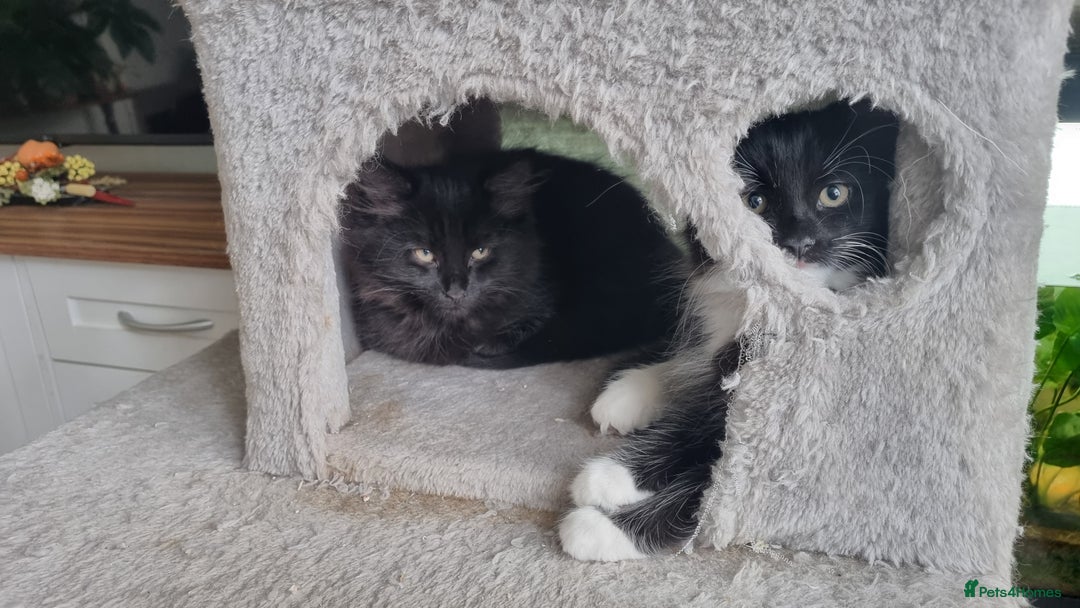 Maine Coon cats for sale: Maine Coon Mix READY TO GO - Image 4