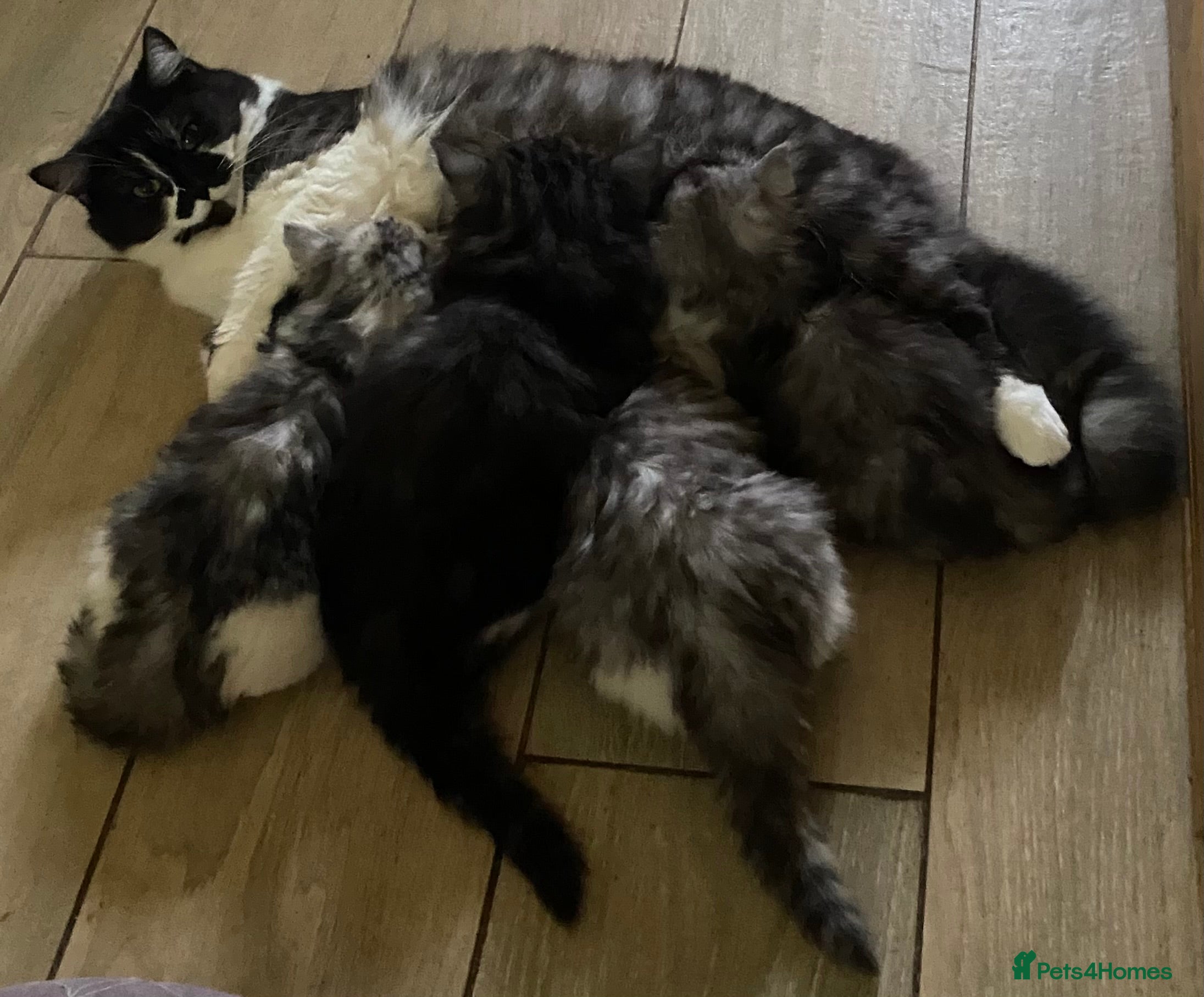 Mixed Breed cats Beautiful fluffy kittens available  - Advert 18