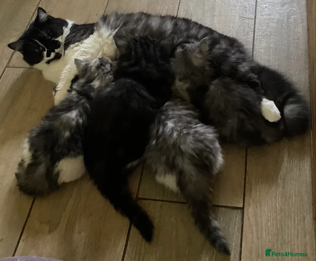 Mixed Breed cats for sale: Beautiful fluffy kittens available  - Advert 1