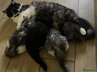 Mixed Breed cats Beautiful fluffy kittens available - Advert 5