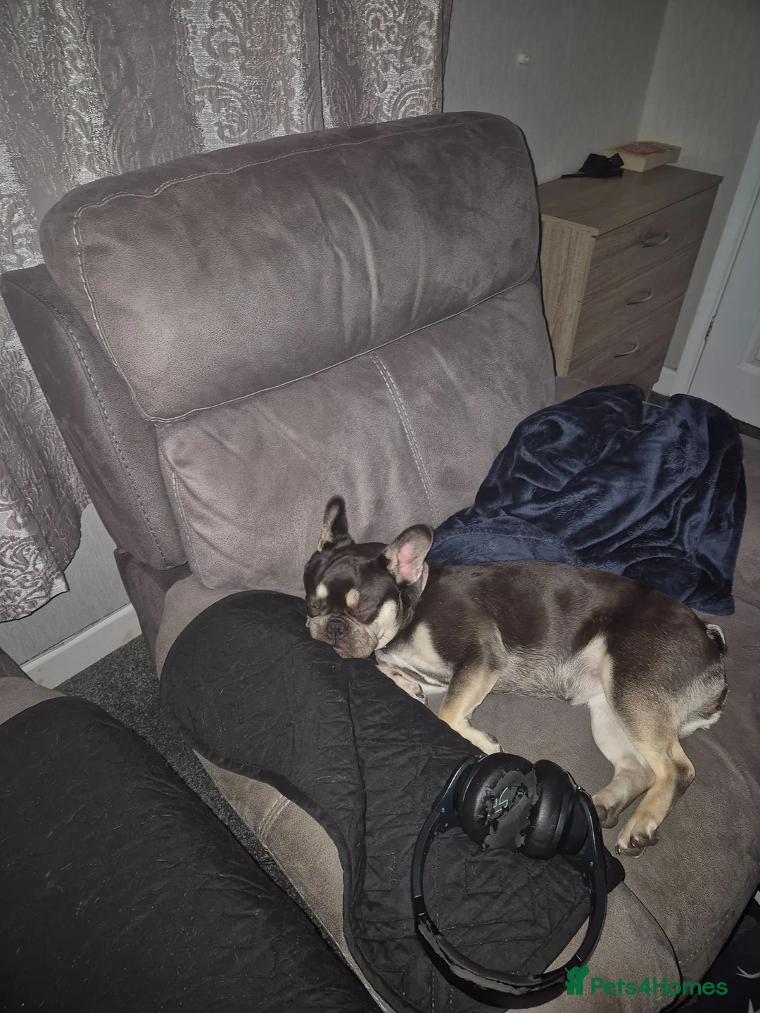 French Bulldog dogs for sale: 1yr old female chocolate/tan French bulldog  in Bristol - Advert 10
