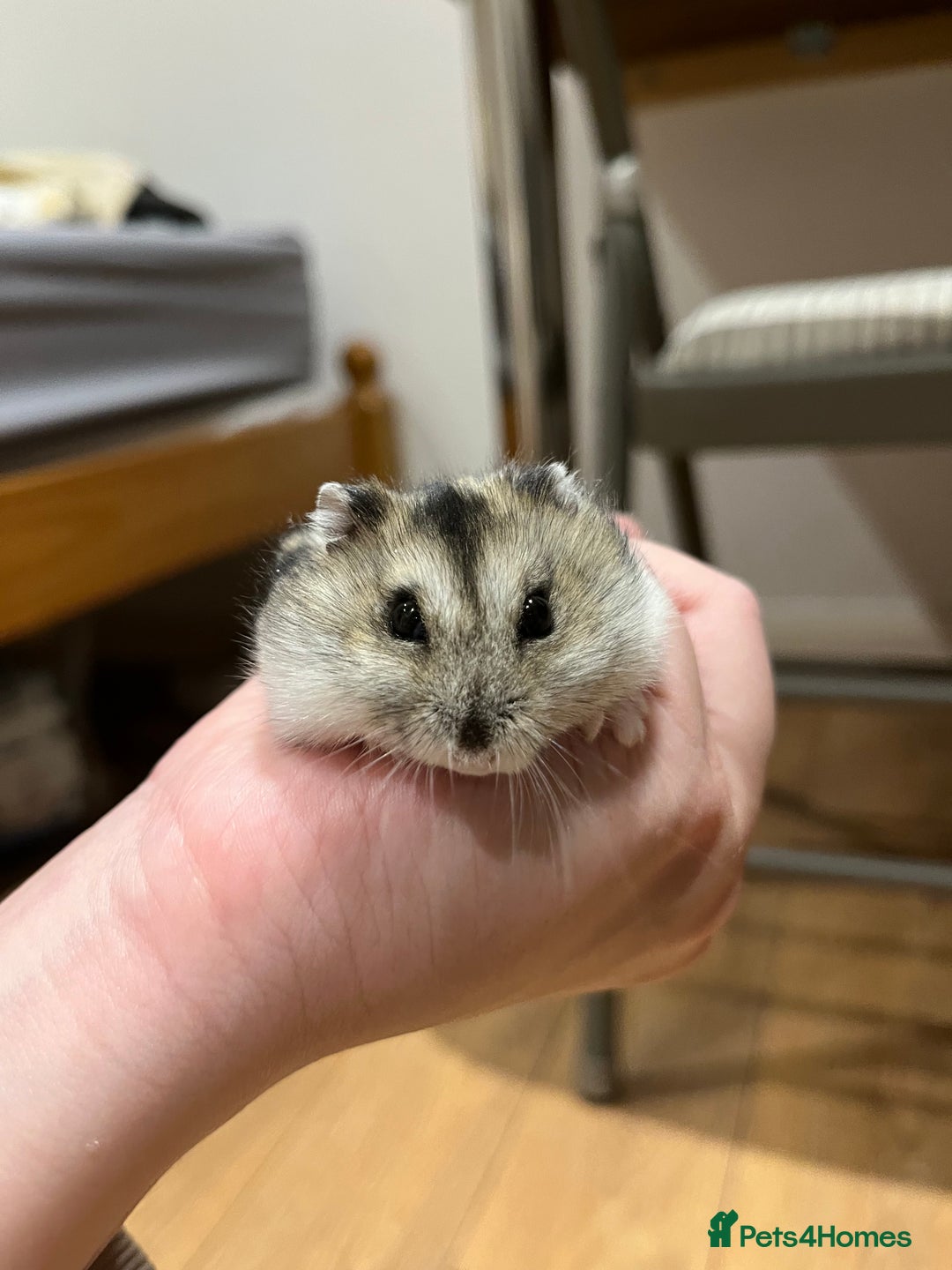 Hamster rodents for sale: Hamster Looking for a Loving New Home – Watford - Advert 1