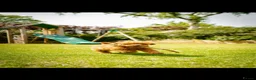 Toy Poodle dogs for sale: Kc regd Toy Poodles  - Advert 22