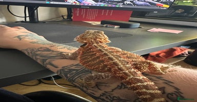 Bearded Dragon reptiles - Advert 3