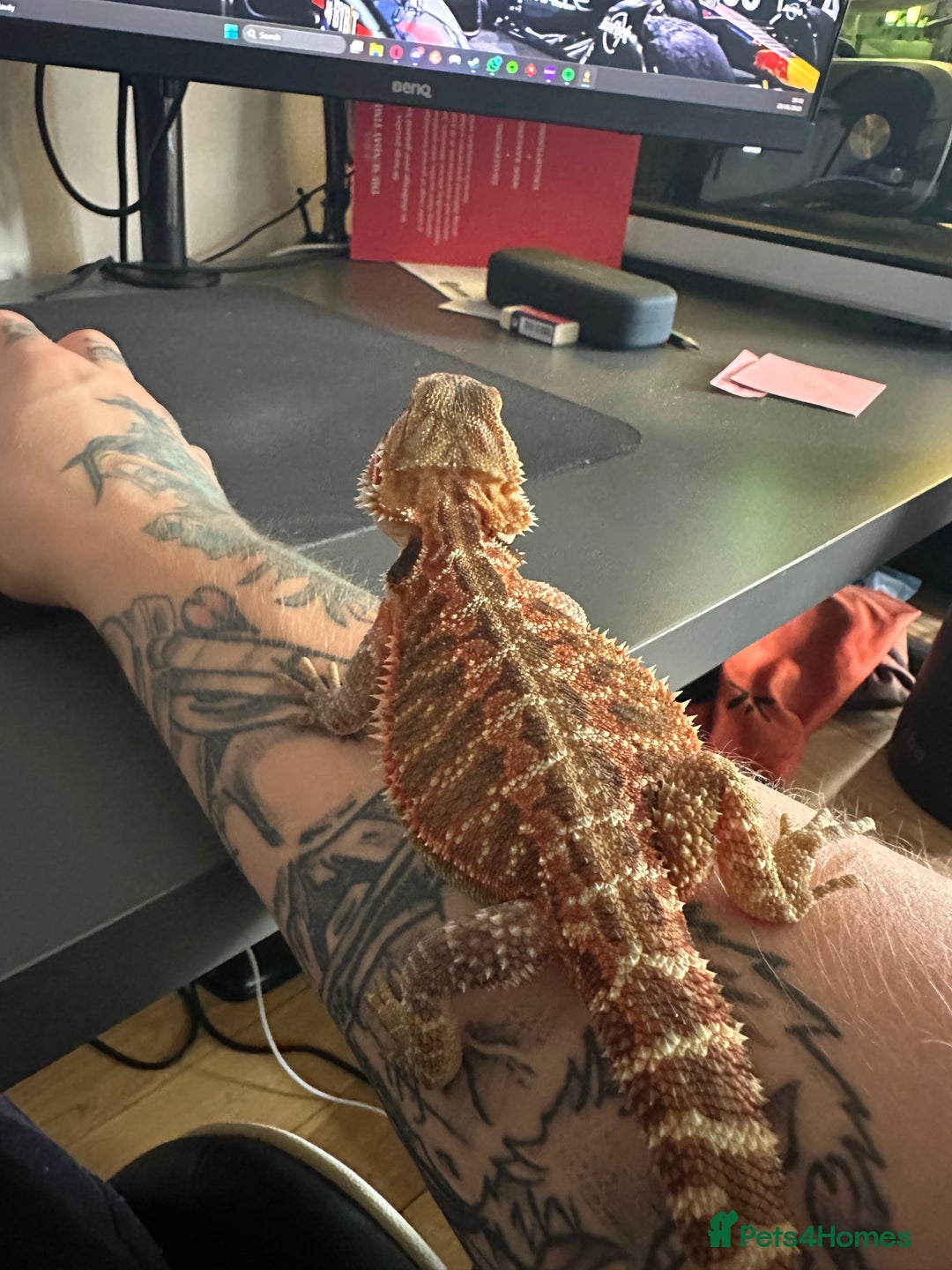 Bearded Dragon reptiles for sale: Red Bearded Dragon+Full working setup+Live food - Image 2