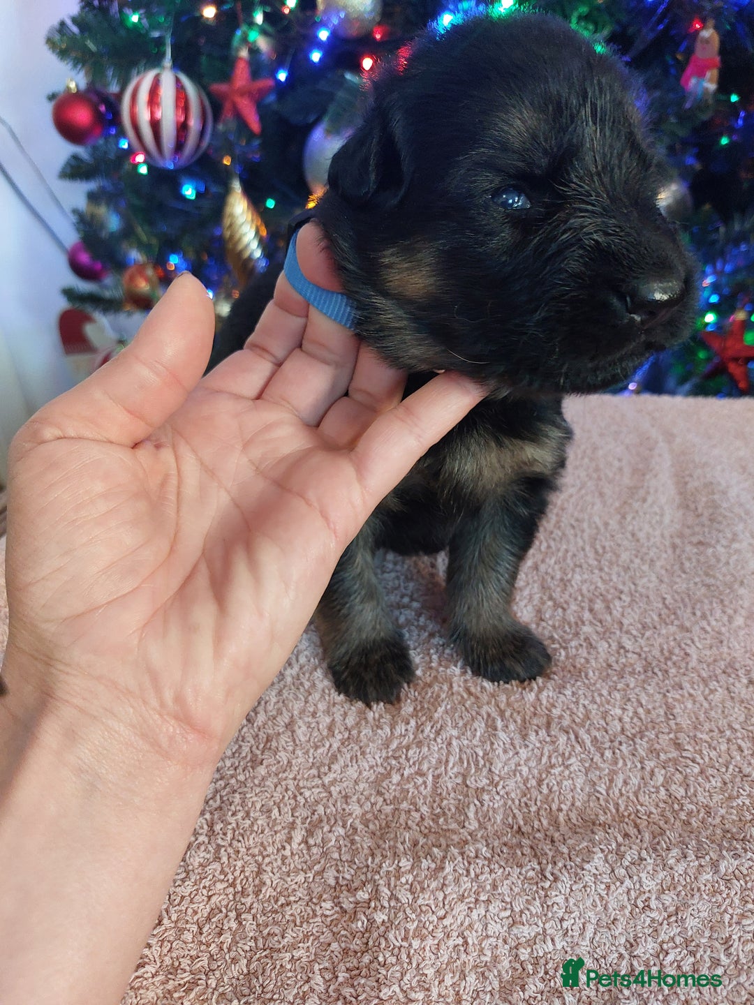 German Shepherd dogs for sale: Puppies  - Advert 9