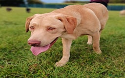 Labrador Retriever dogs for sale: 2 stunning Labradors 9 months old  - Image 6