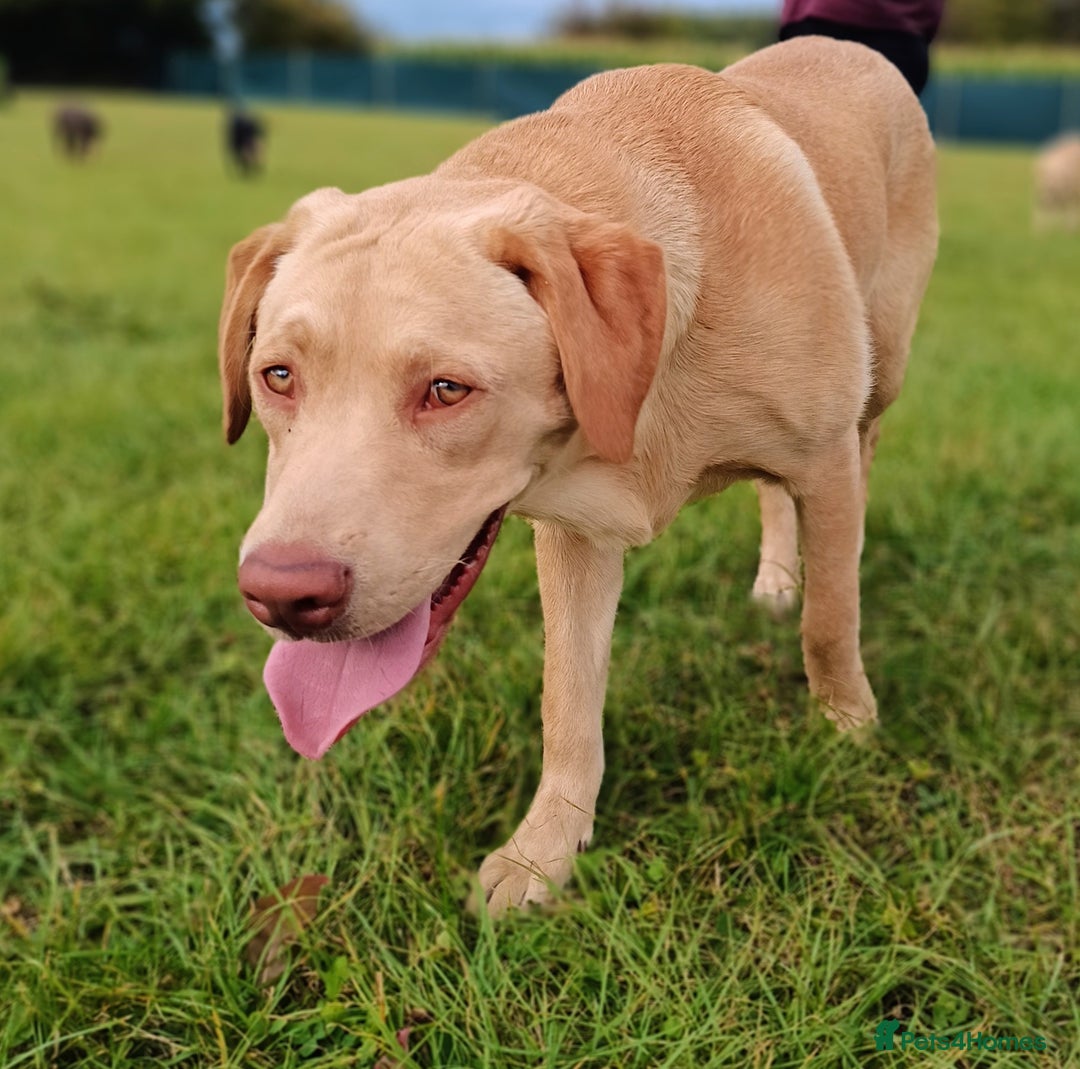 Labrador Retriever dogs for sale: 2 stunning Labradors 9 months old  - Image 6