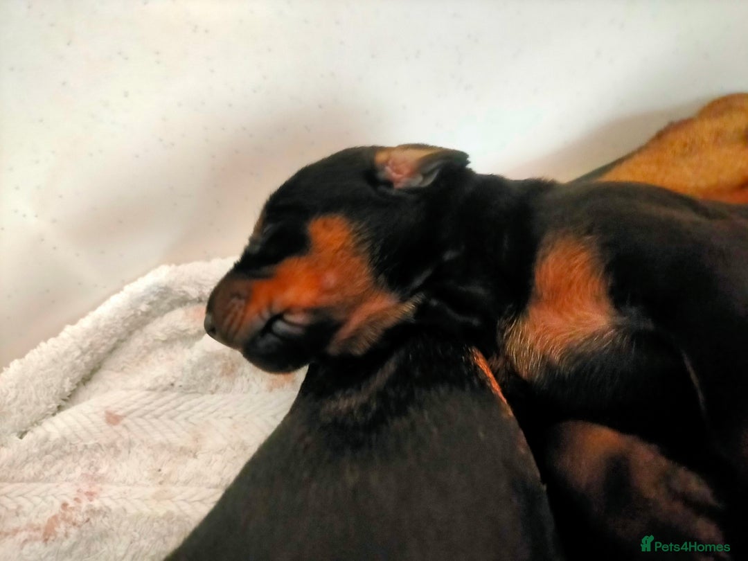 Dobermann dogs for sale: Dobermann puppies - Image 37