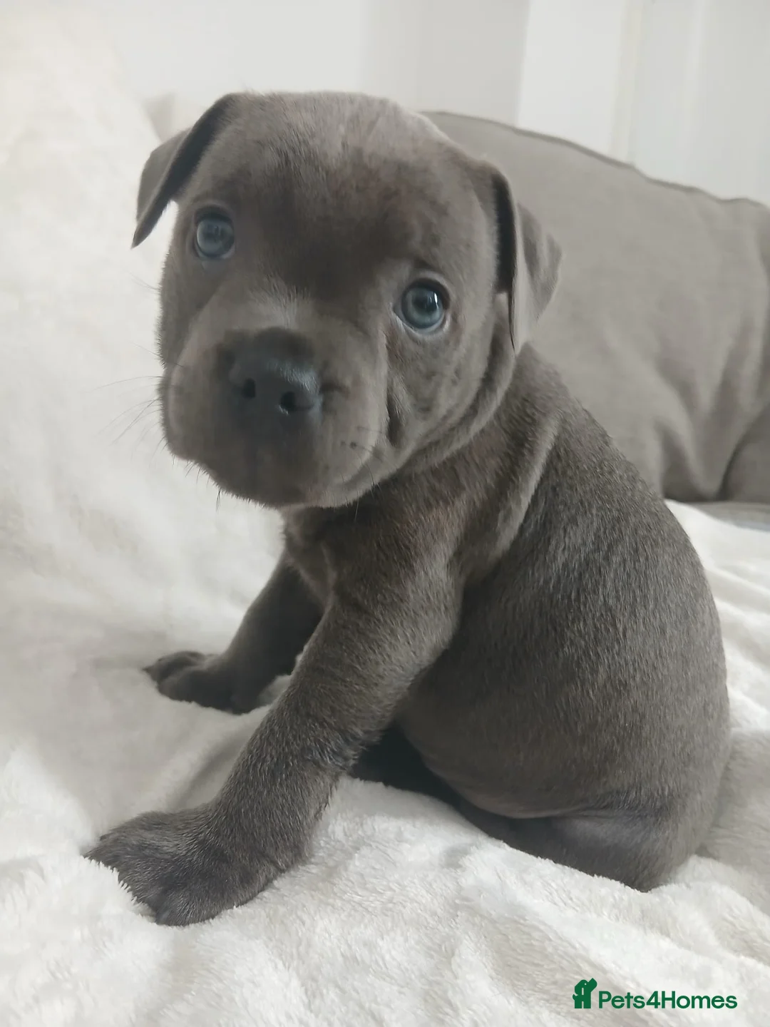 Staffordshire Bull Terrier dogs for sale: Beautiful chunky blue staffies  - Advert 2