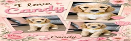 Australian Labradoodle dogs for sale: Outstanding 5 🌟🌟 Australian labradoodle litter  - Advert 19