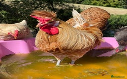 Chickens poultry for sale: Frizzle Rooster and variety of hens - Image 6