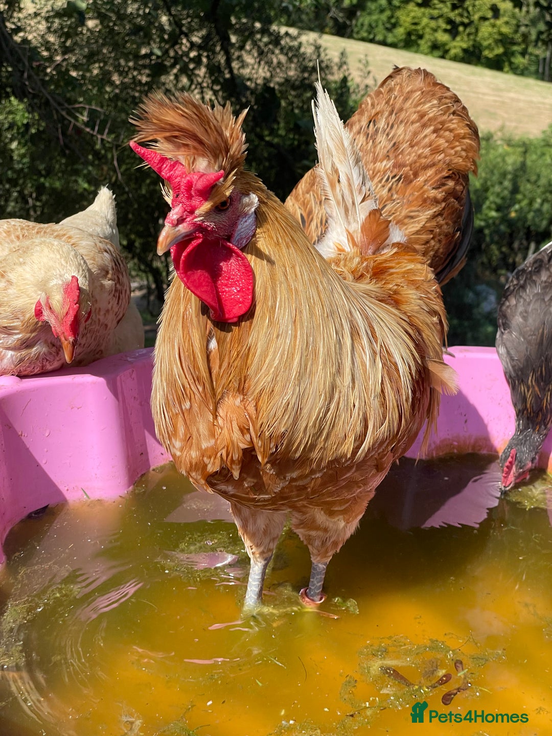 Chickens poultry for sale: Frizzle Rooster and variety of hens - Image 6