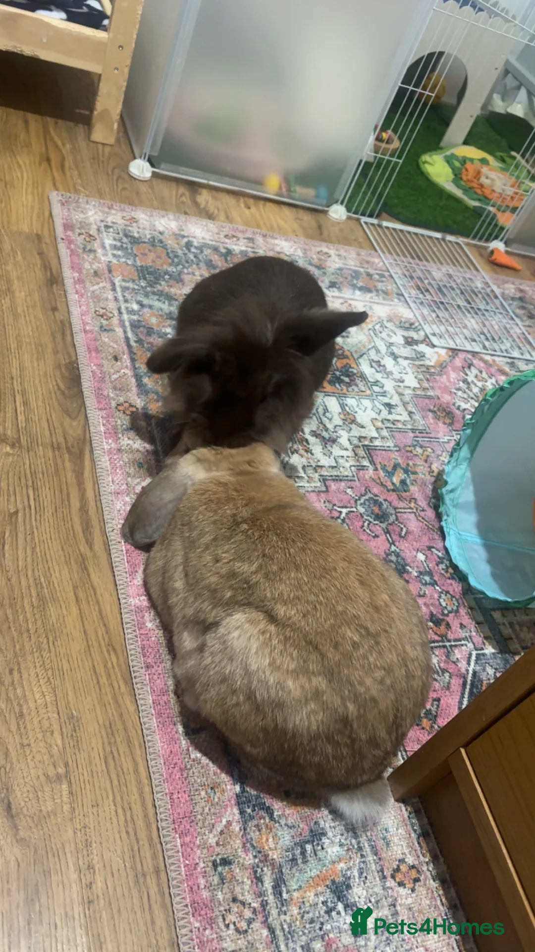 Mixed Breed rabbits for sale: Mini lop and lion head - Advert 10