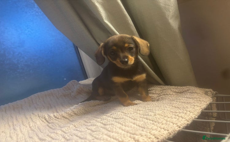 Mixed Breed dogs - Advert 1