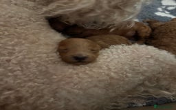 Toy Poodle dogs for sale: KC Registered Red Toy Poodle Puppies - Image 9